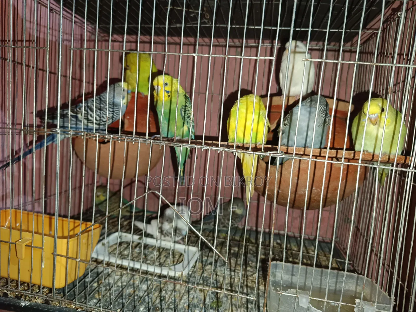 10 pieces of budgie birds for sale.