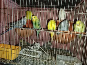 10 pieces of budgie birds for sale.