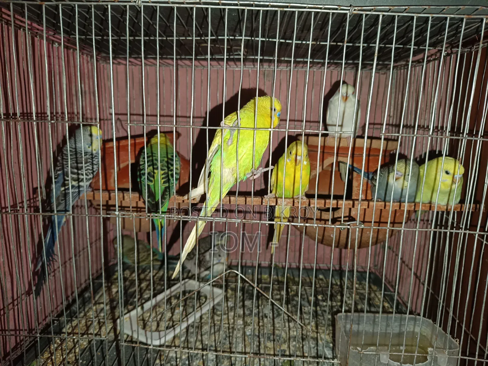 10 pieces of budgie birds for sale.
