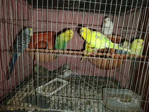 10 pieces of budgie birds for sale.