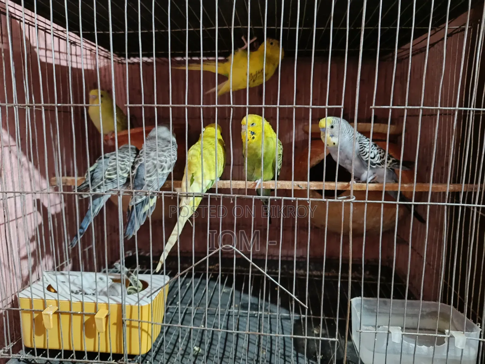 10 pieces of budgie birds for sale.