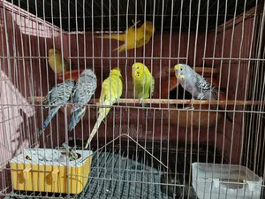 10 pieces of budgie birds for sale.