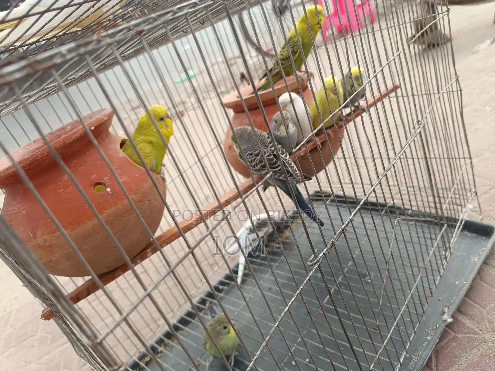 10 pieces of budgie birds for sale.