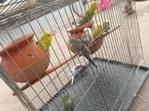 10 pieces of budgie birds for sale.