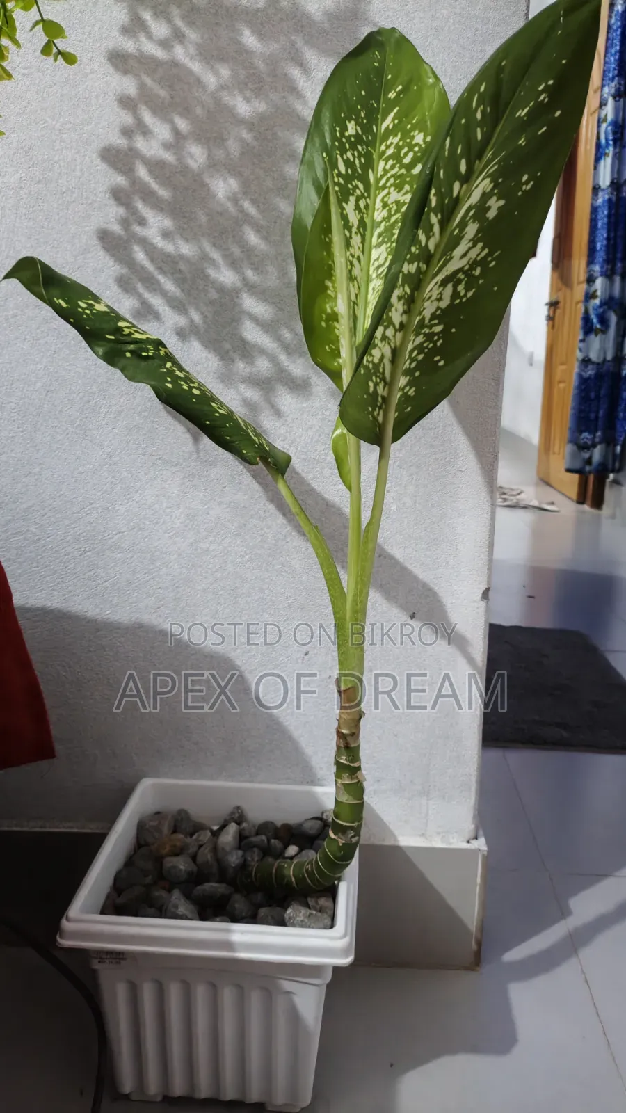 ডিফেনবাখিয়া (Dumb Cane) গাছ বিক্রি হবে! 🪴