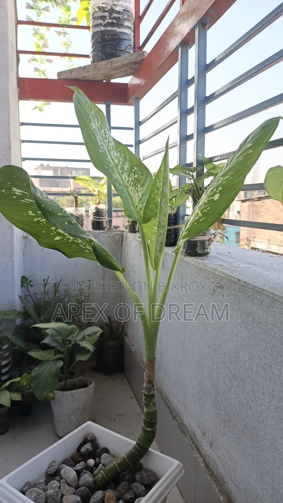 ডিফেনবাখিয়া (Dumb Cane) গাছ বিক্রি হবে! 🪴