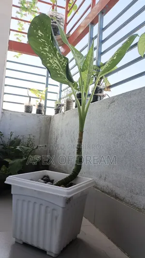 ডিফেনবাখিয়া (Dumb Cane) গাছ বিক্রি হবে! 🪴