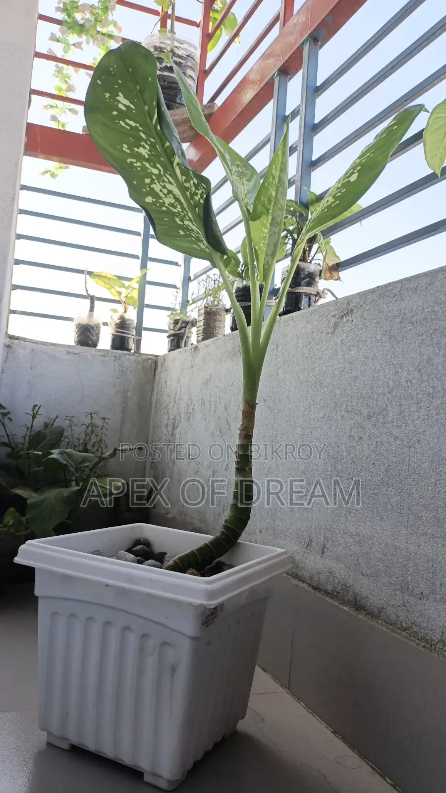 ডিফেনবাখিয়া (Dumb Cane) গাছ বিক্রি হবে! 🪴