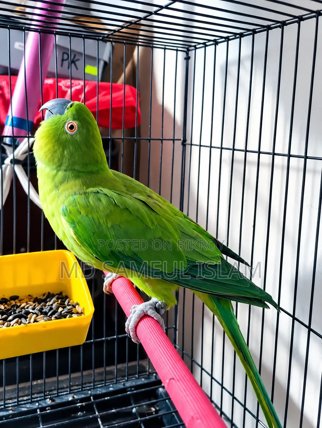 এই পাখিটা বিক্রয় করা হবে