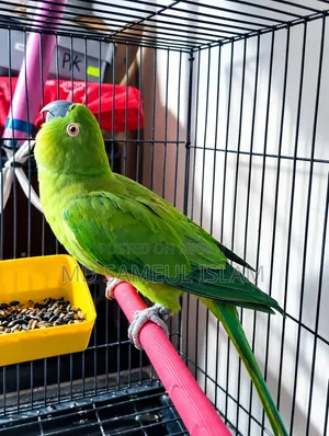 এই পাখিটা বিক্রয় করা হবে