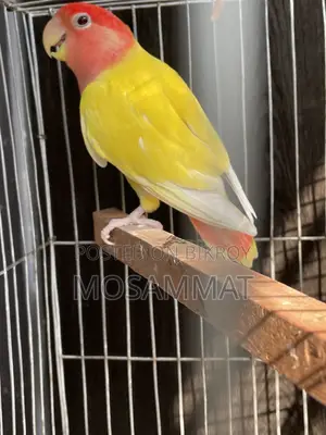 Love Birds for Sale