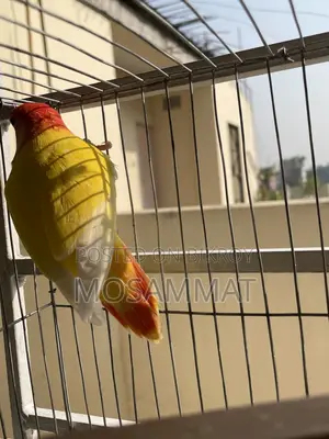 Love Birds for Sale