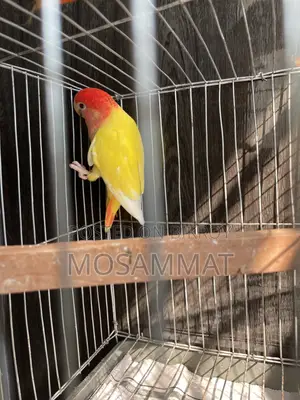 Love Birds for Sale
