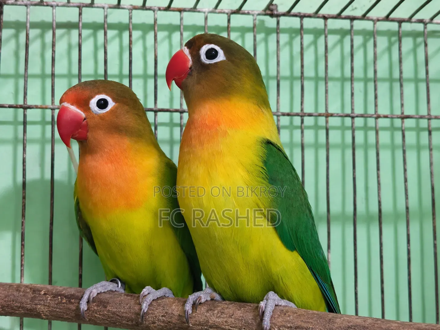 Running Love Bird Pair