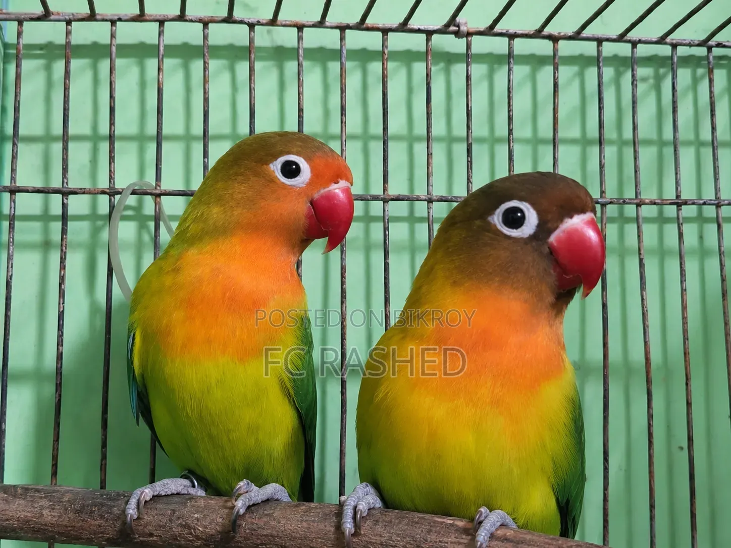 Running Love Bird Pair