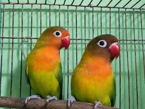 Running Love Bird Pair