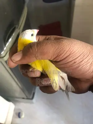 Golden Finch Bird Pair