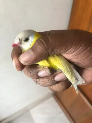 Golden Finch Bird Pair