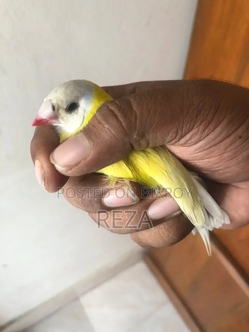 Golden Finch Bird Pair