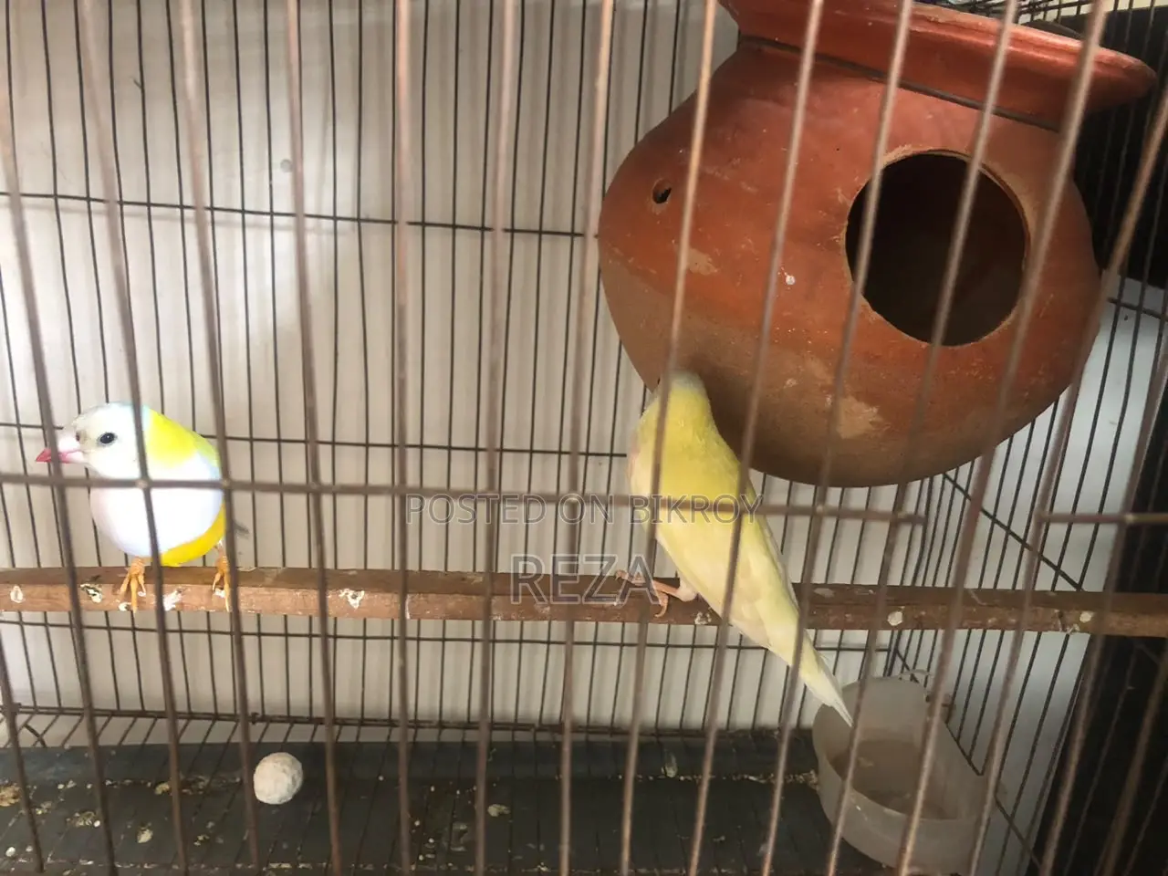 Golden Finch Bird Pair