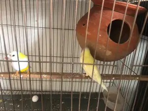 Golden Finch Bird Pair