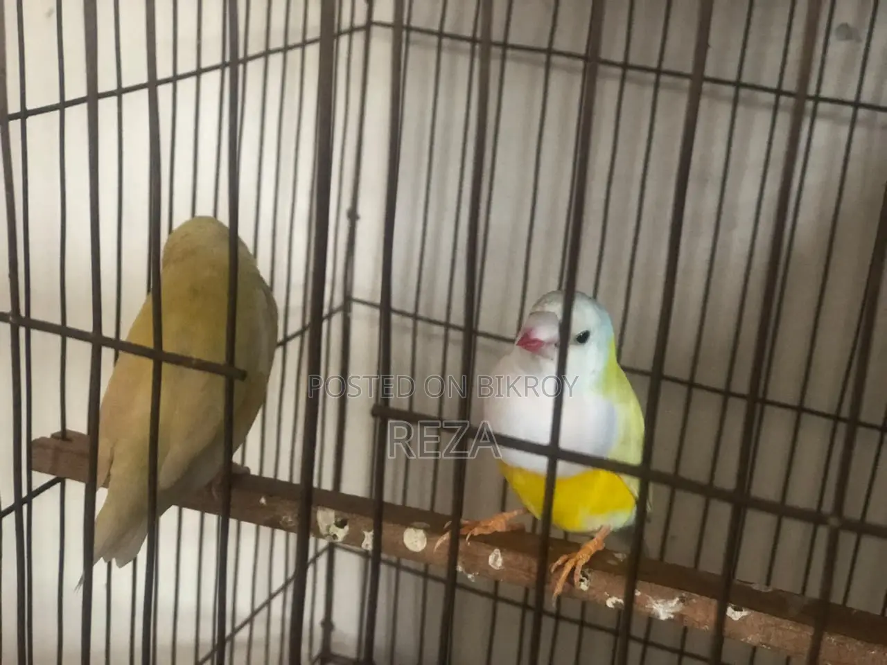 Golden Finch Bird Pair