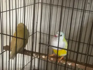 Golden Finch Bird Pair