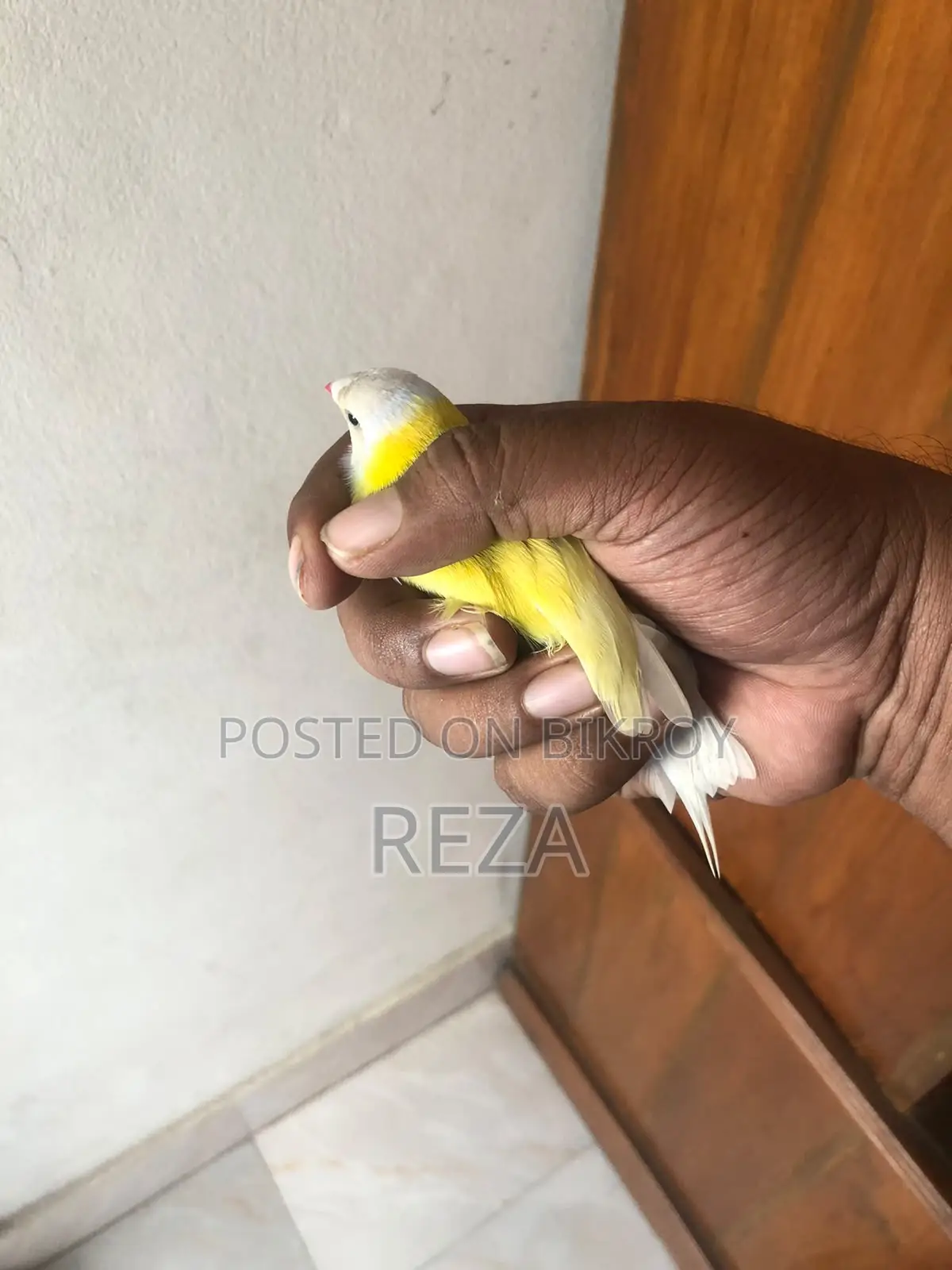 Golden Finch Bird Pair