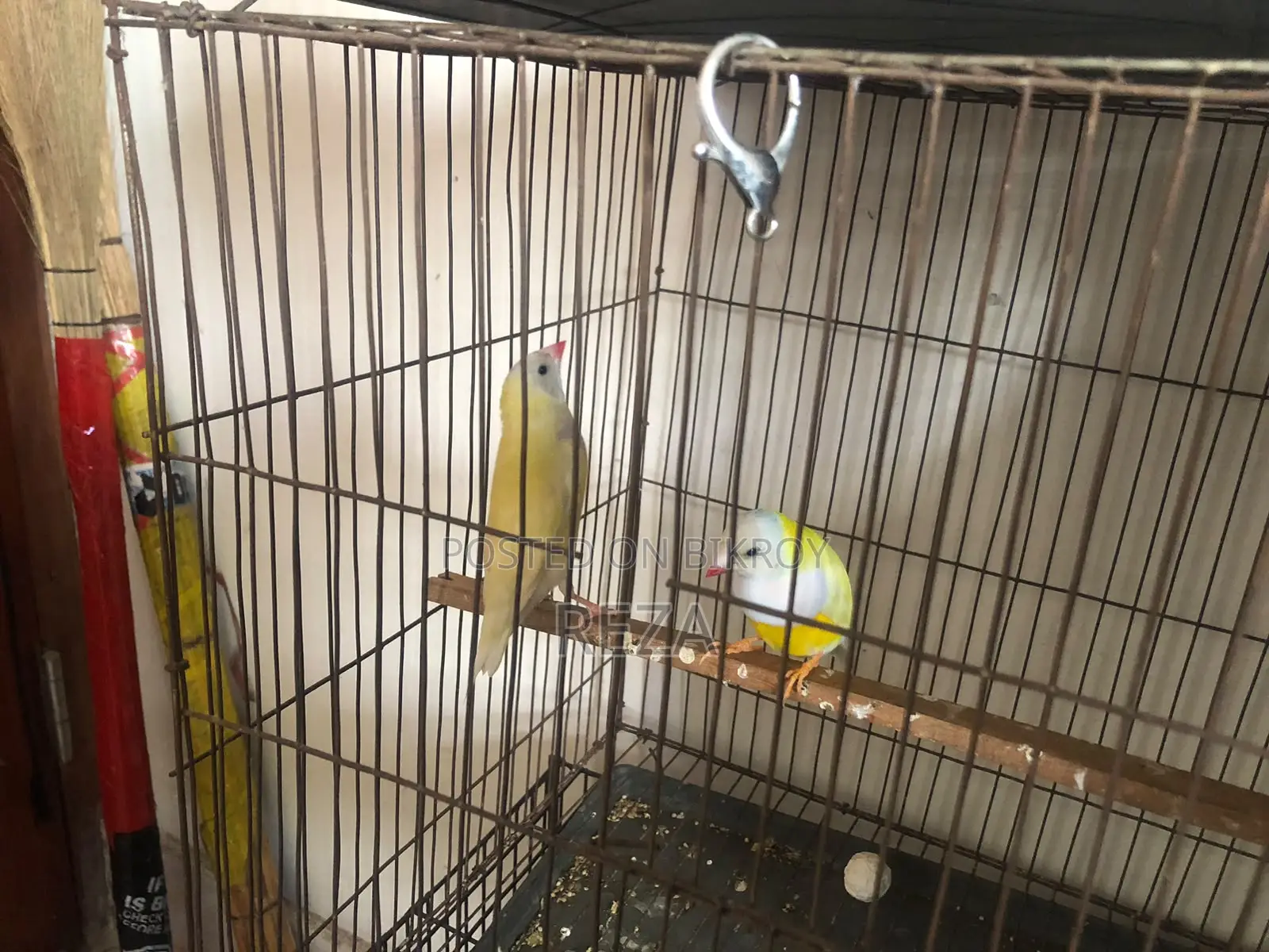 Golden Finch Bird Pair