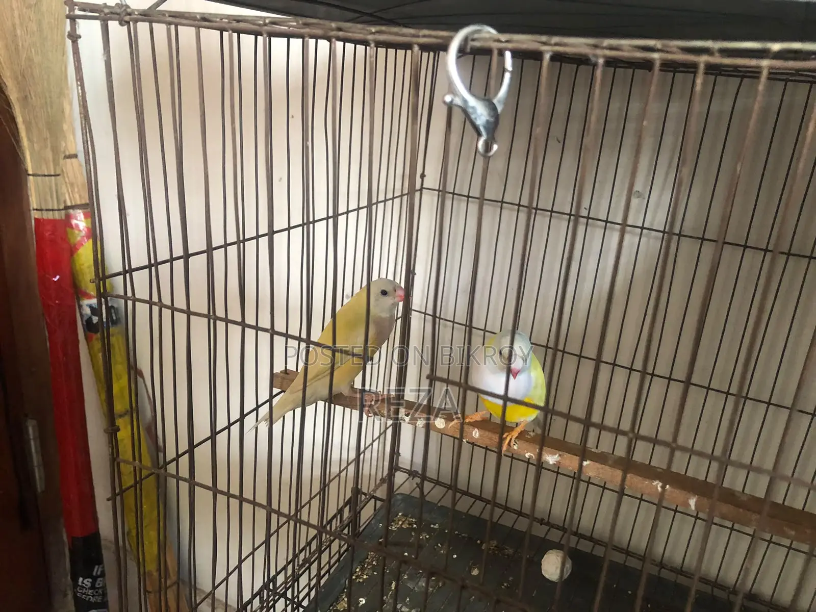 Golden Finch Bird Pair