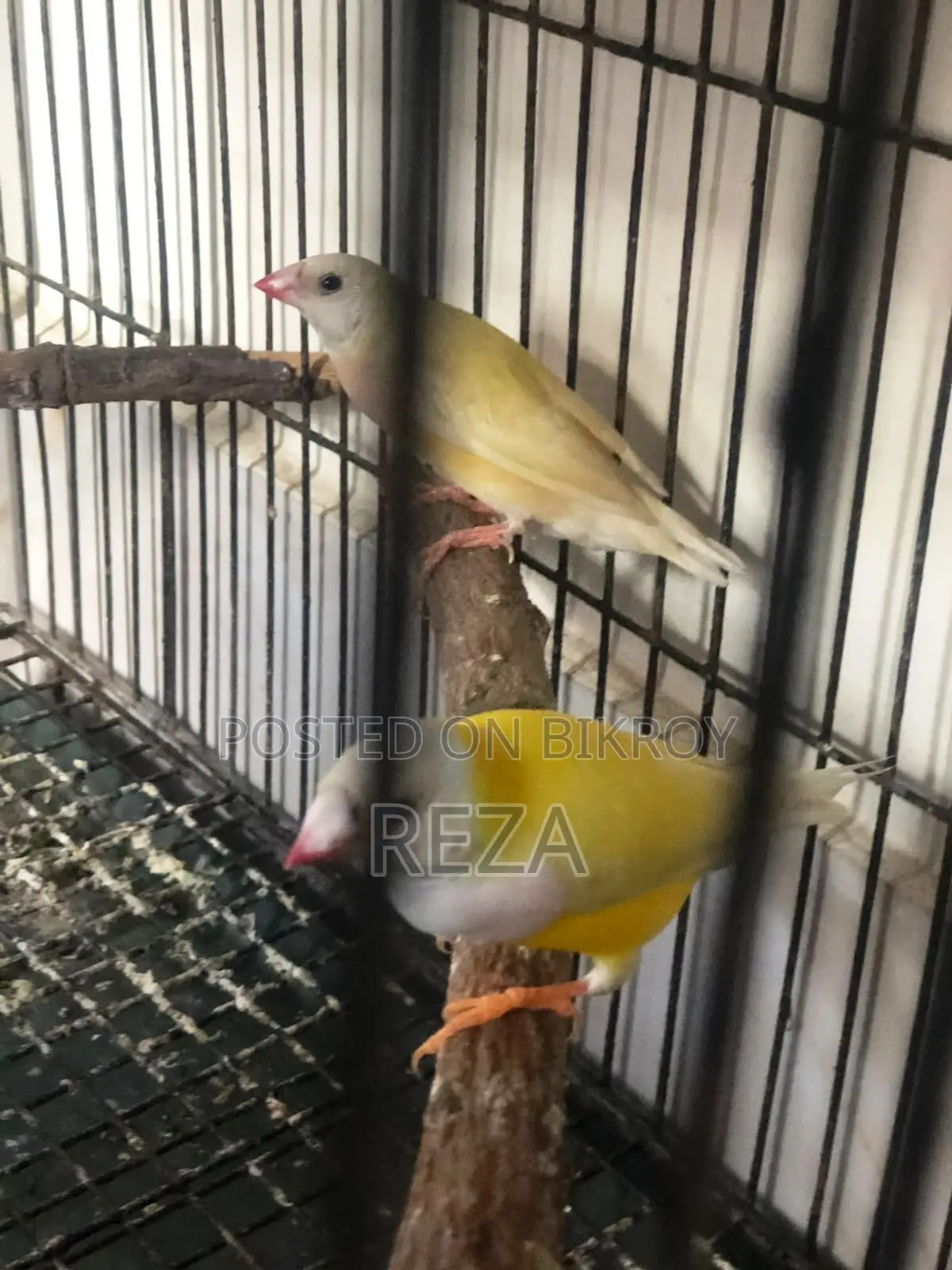 Golden Finch Bird Pair