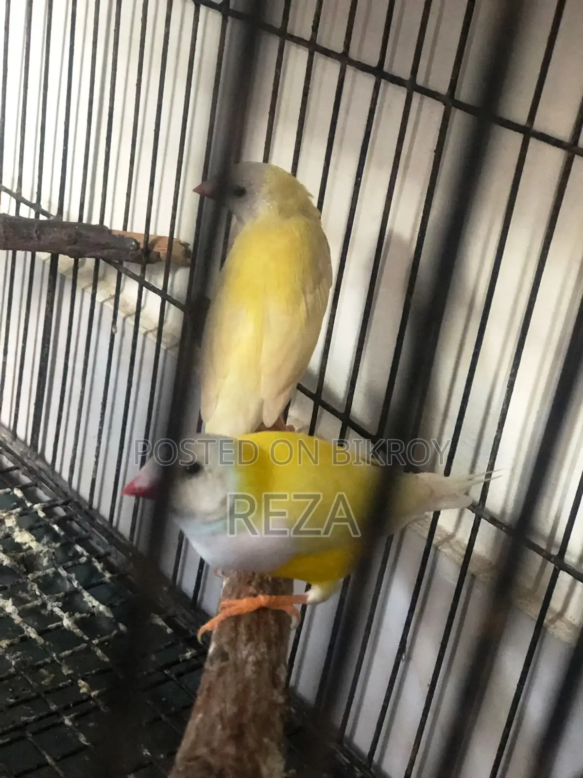 Golden Finch Bird Pair