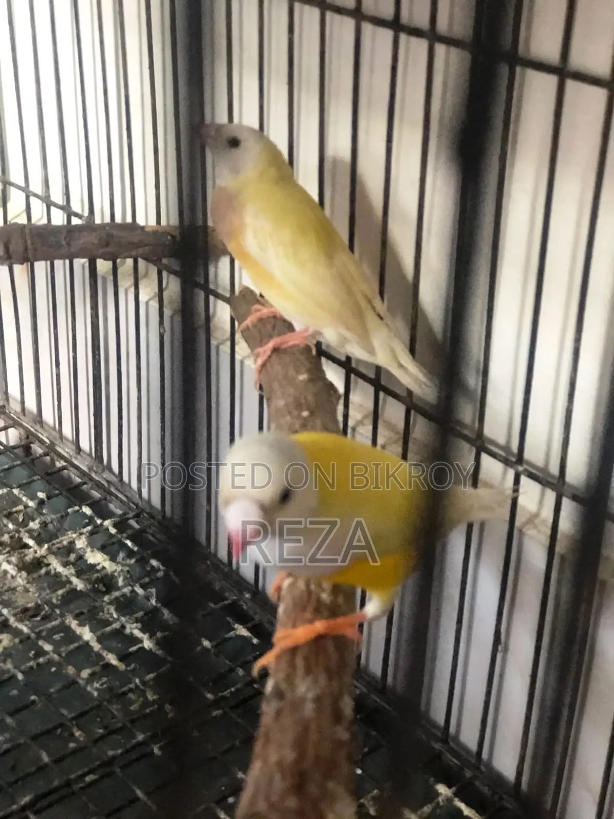 Golden Finch Bird Pair