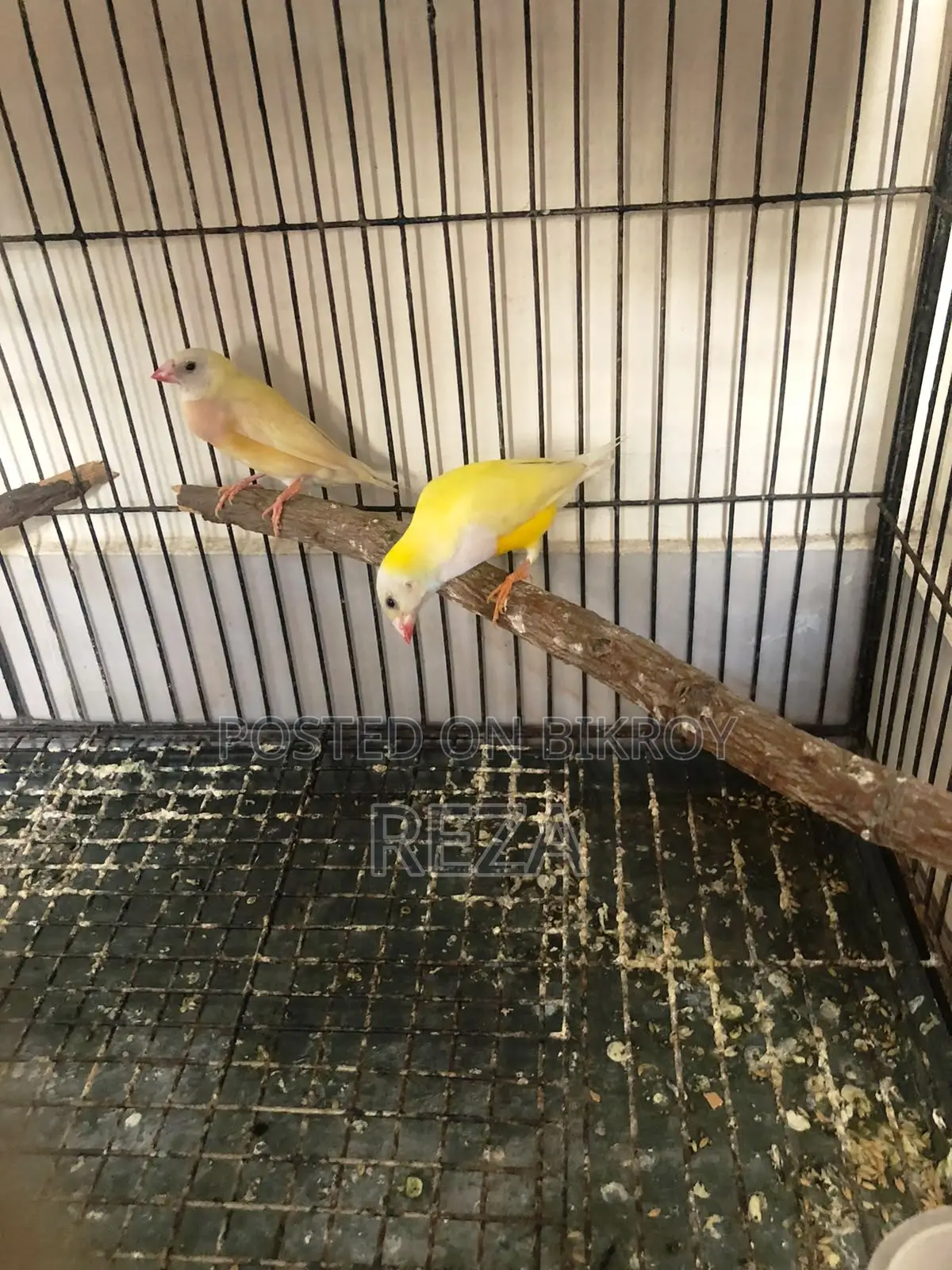 Golden Finch Bird Pair