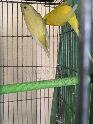 Budgerigar Bird