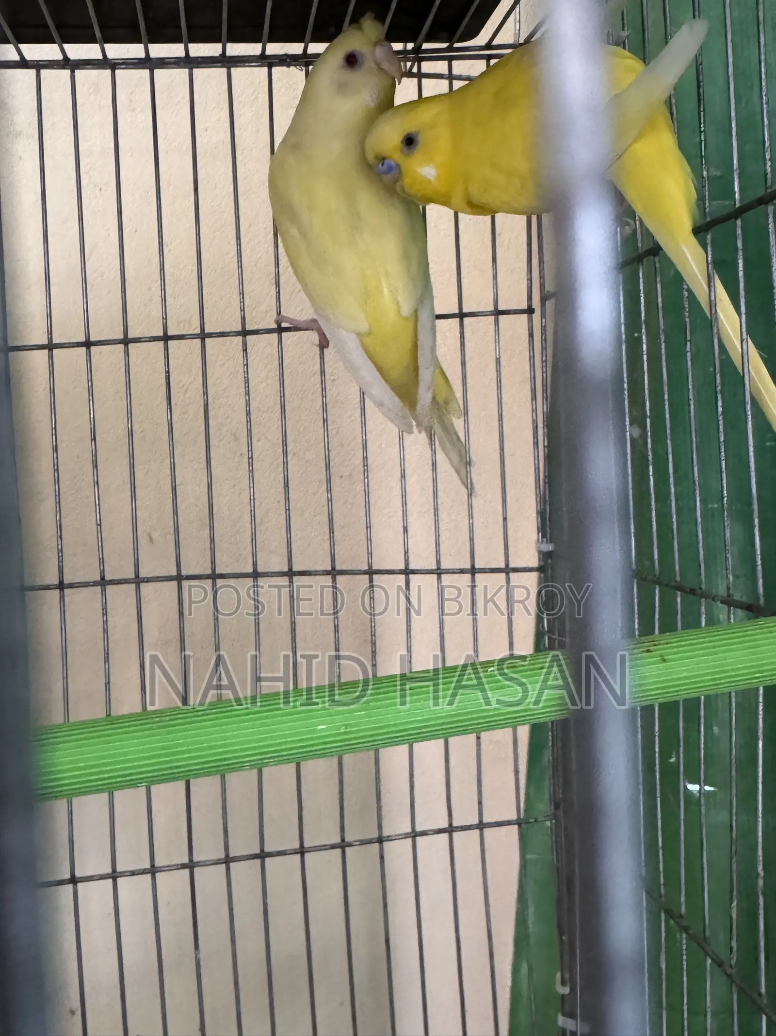 Budgerigar Bird