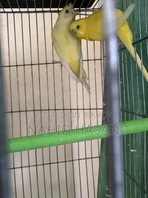 Budgerigar Bird