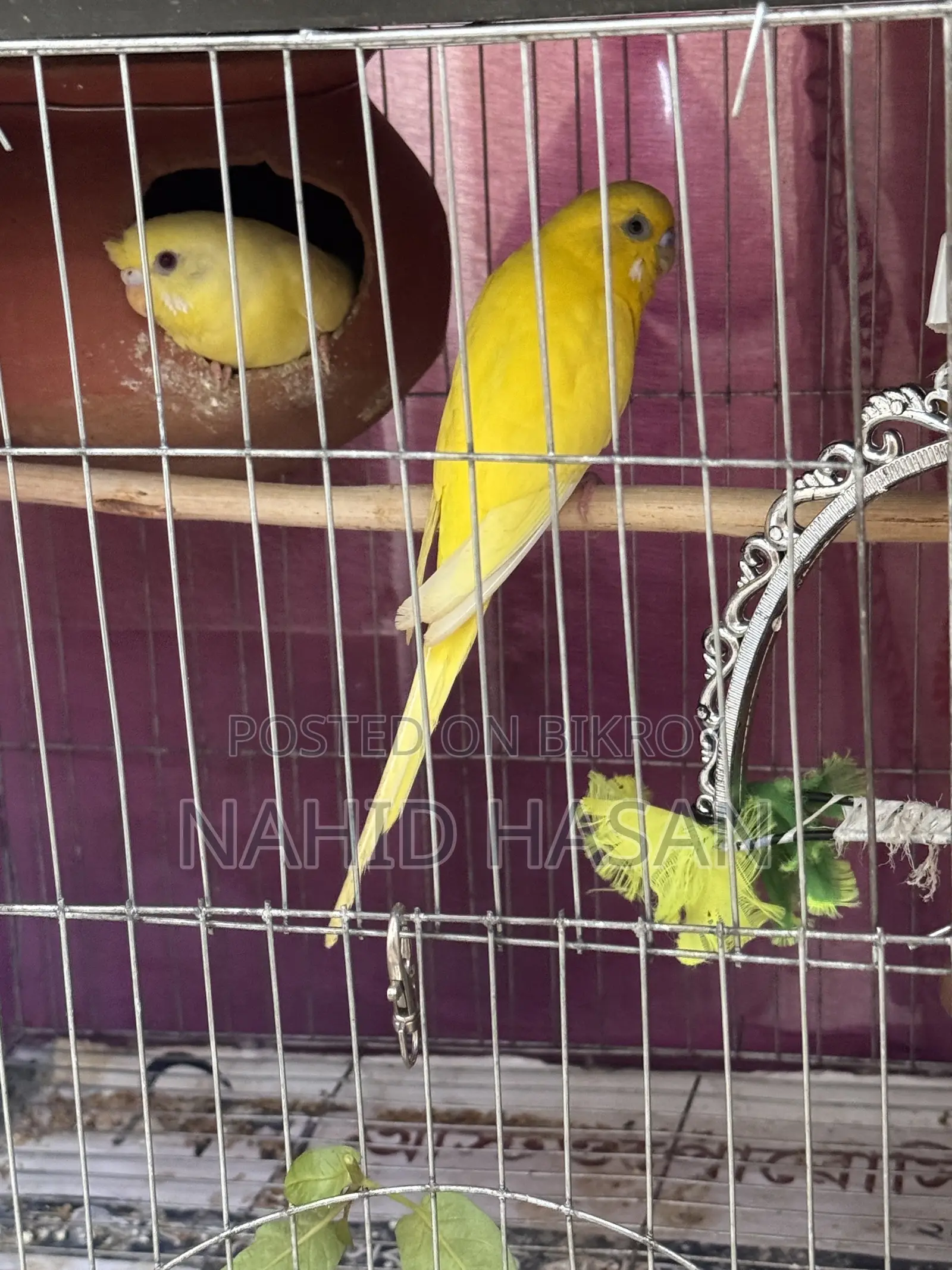 Budgerigar Bird