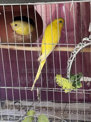 Budgerigar Bird