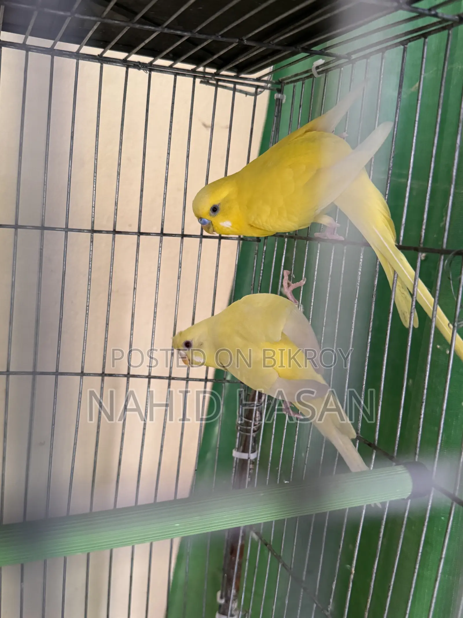 Budgerigar Bird