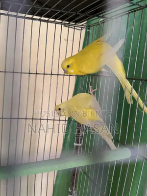 Budgerigar Bird