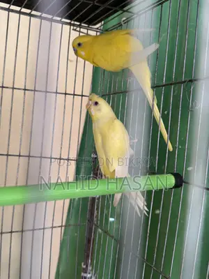 Budgerigar Bird
