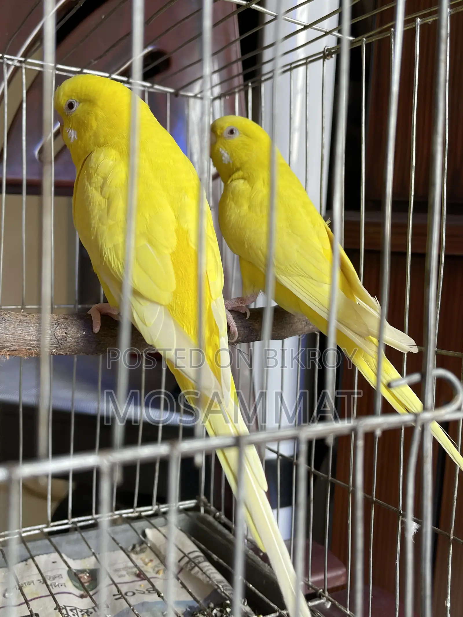 Lutino Budgie