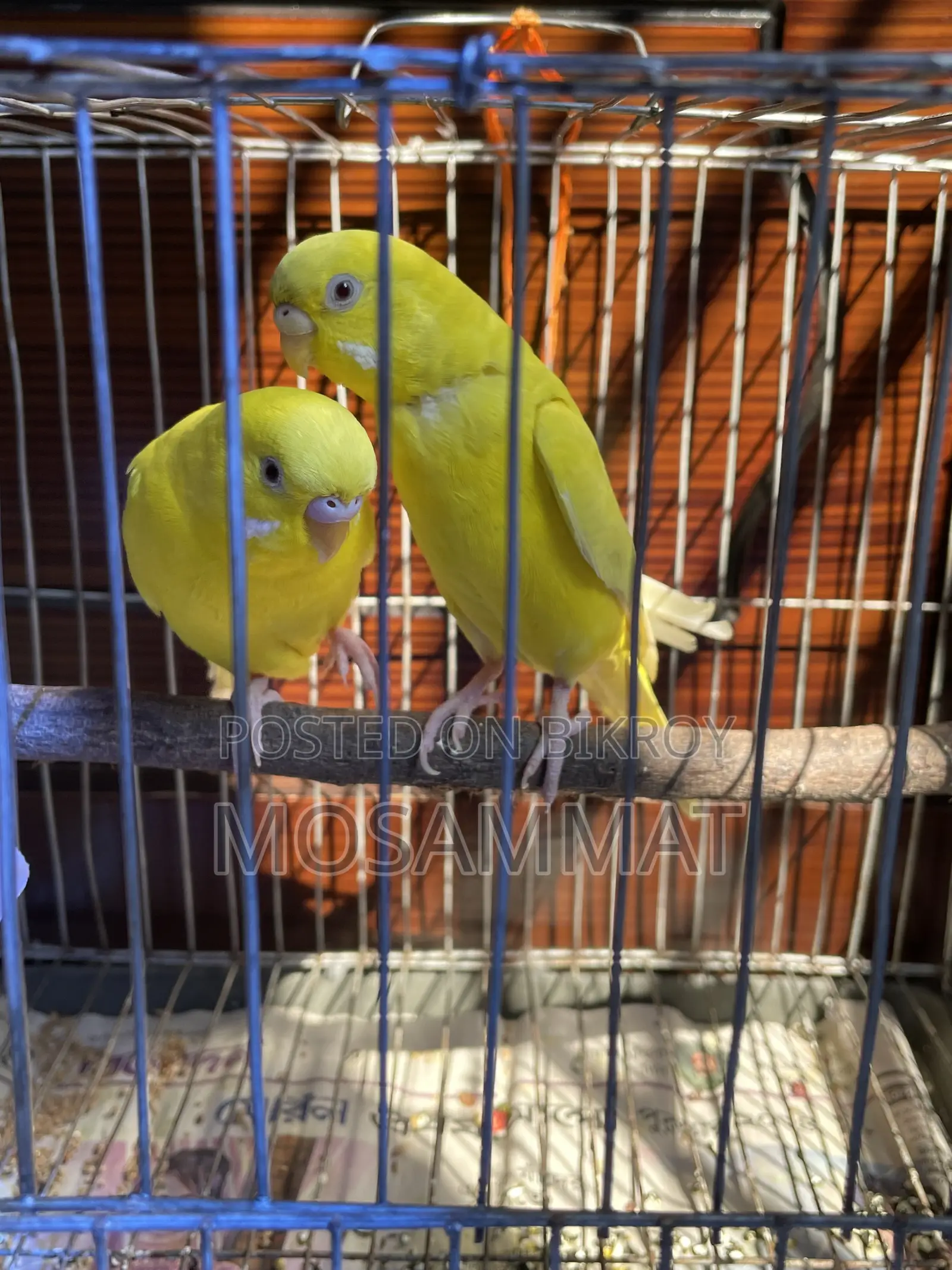 Lutino Budgie