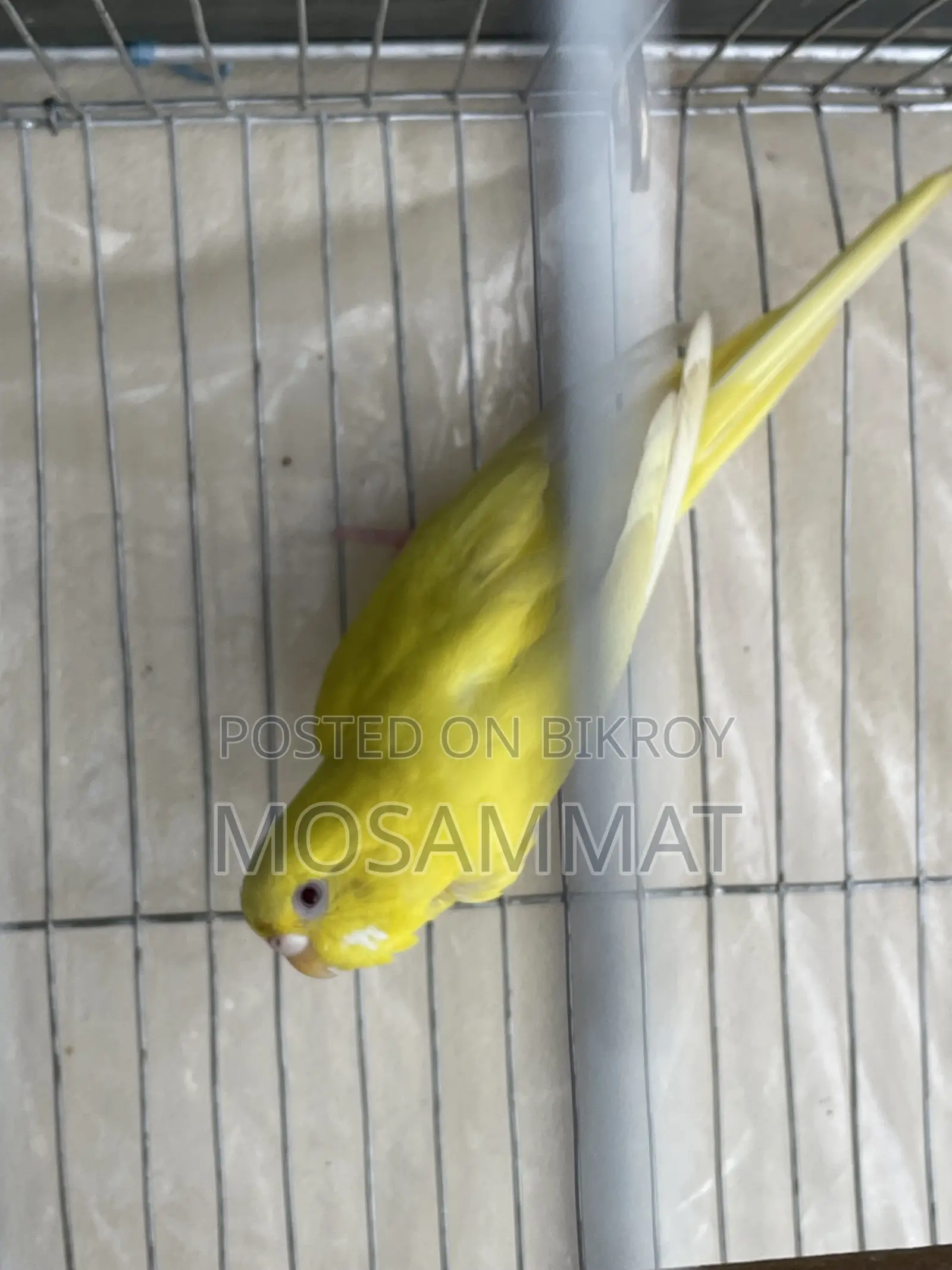Lutino Budgie