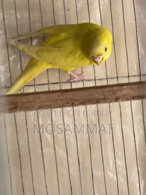 Lutino Budgie