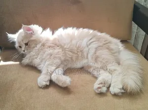 3-6 months Female Purebred Persian Cat