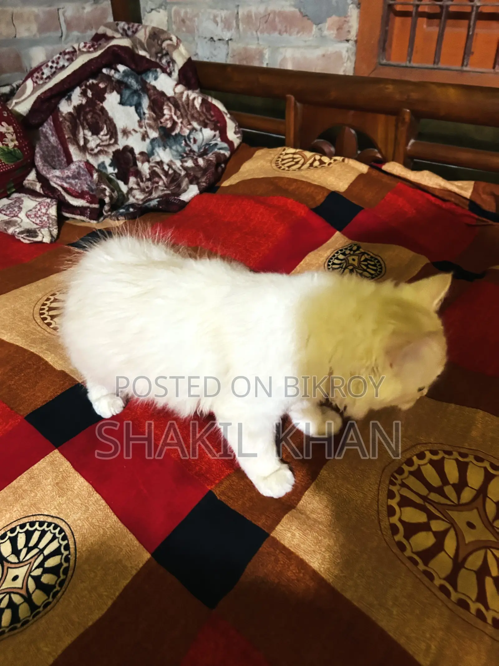 1-3 months Male Mixed Breed Persian