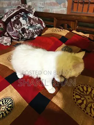 ১-৩ মাসের নর মিশ্র জাতের পার্সিয়ান