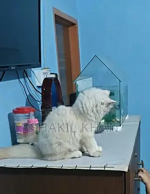 1-3 months Male Mixed Breed Persian